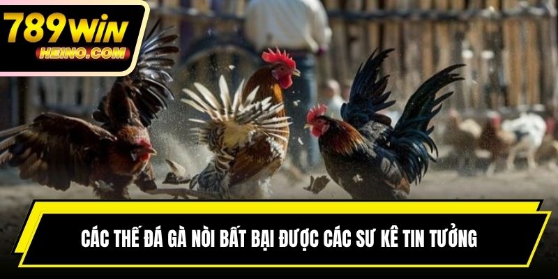 Các thế đá gà nòi bất bại được các sư kê tin tưởng
