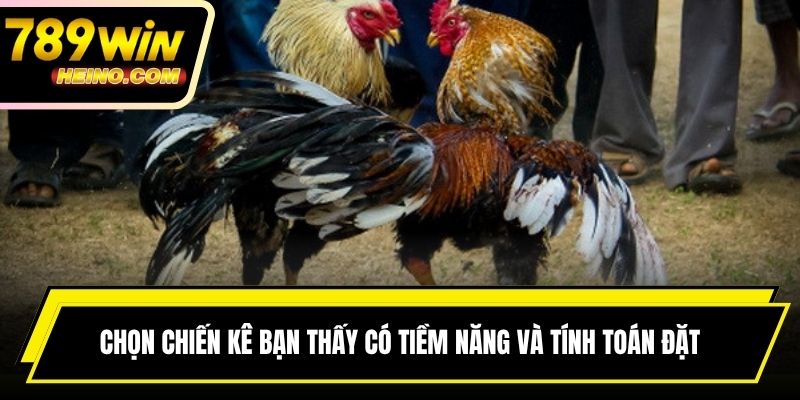 Chọn chiến kê bạn thấy có tiềm năng và tính toán đặt cược