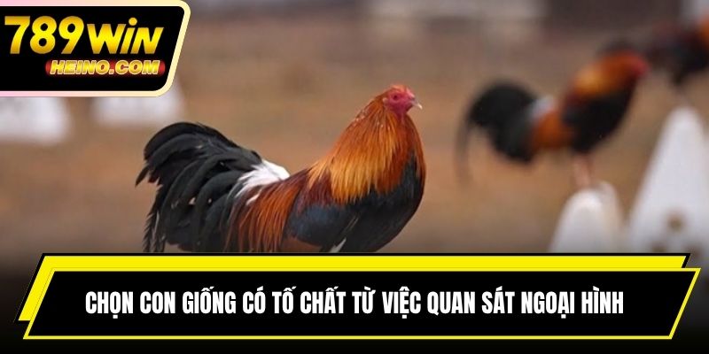 Chọn con giống có tố chất từ việc quan sát ngoại hình