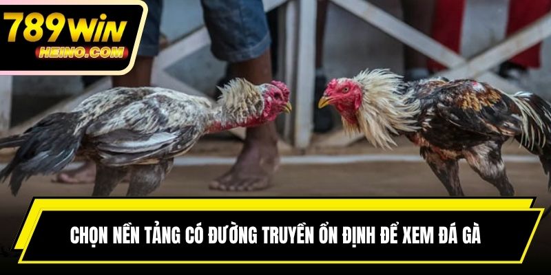 Chọn nền tảng có đường truyền ổn định để xem đá gà online
