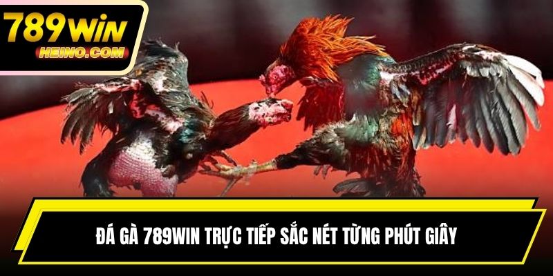 Đá gà 789WIN trực tiếp sắc nét từng phút giây