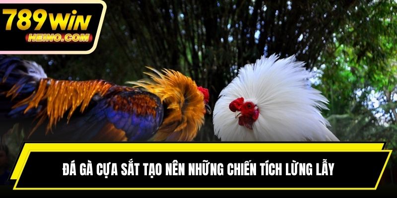 Đá gà cựa sắt tạo nên những chiến tích lừng lẫy