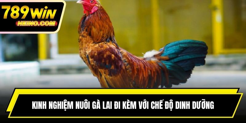 Kinh nghiệm nuôi gà lai đi kèm với chế độ dinh dưỡng