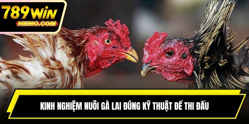 Kinh nghiệm nuôi gà lai đúng kỹ thuật để thi đấu