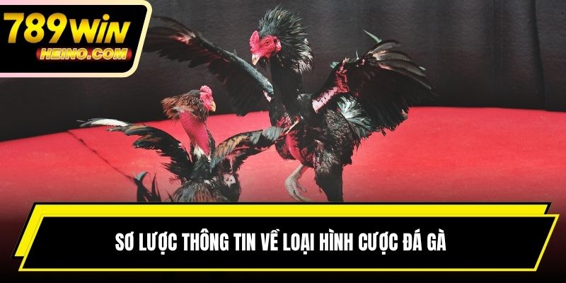 Sơ lược thông tin về loại hình cược đá gà 