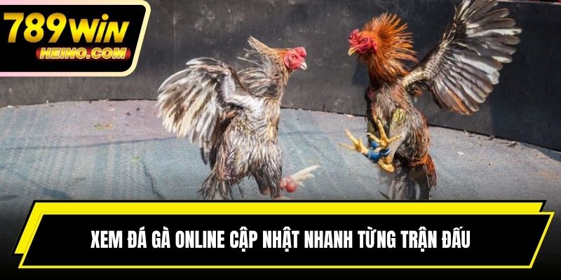 Xem đá gà online cập nhật nhanh từng trận đấu