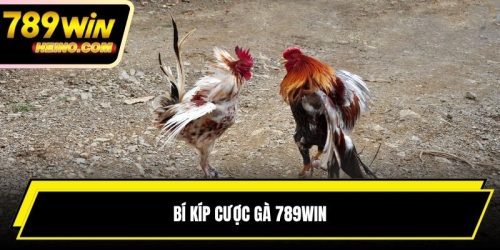 Bí Kíp Cược Gà 789WIN