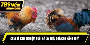 Kinh Nghiệm Nuôi Gà Lai